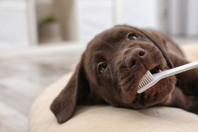 dogs dental health