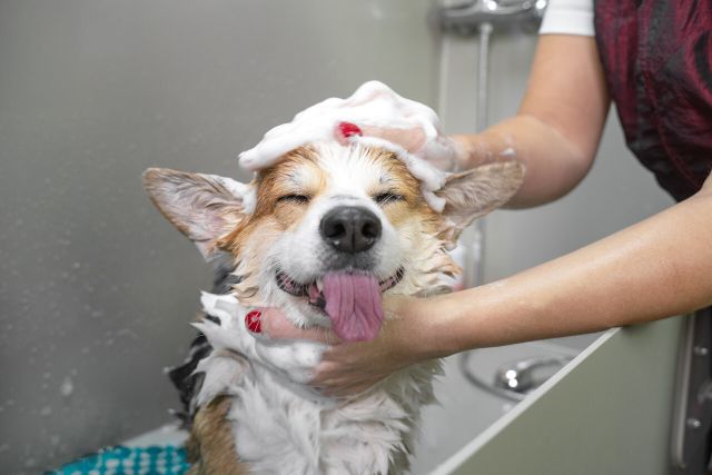 poor hygiene can lead to unhappy pets
