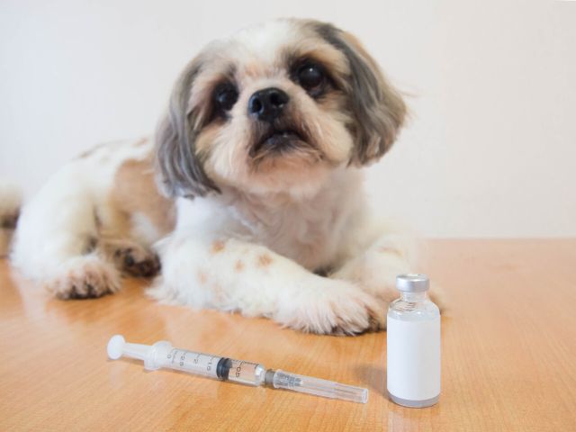 rabies vaccine